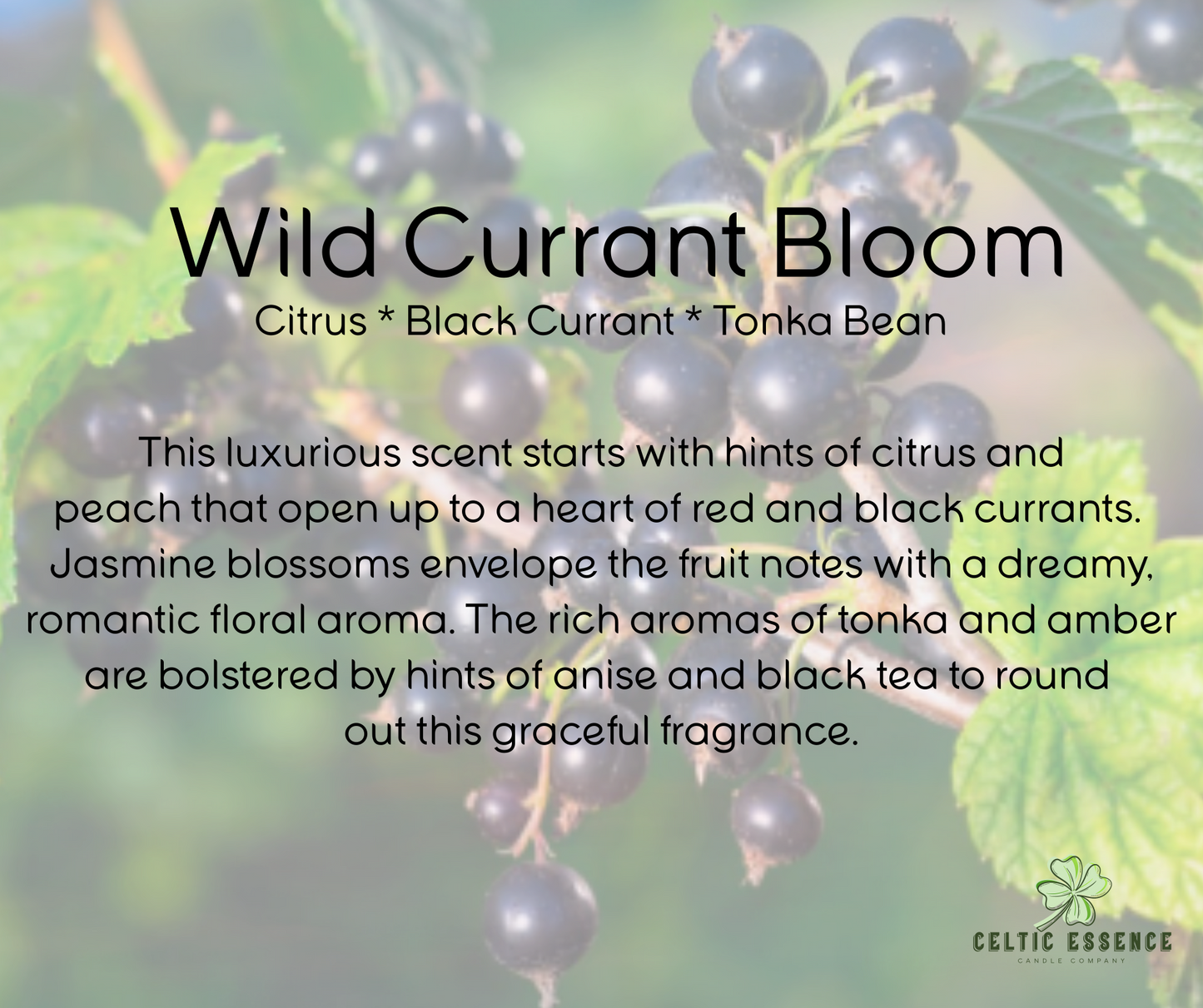 Wild Currant Bloom